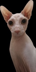 логотип DJ Сопля